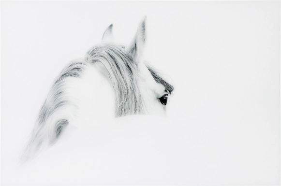 Winter Stare Artwork