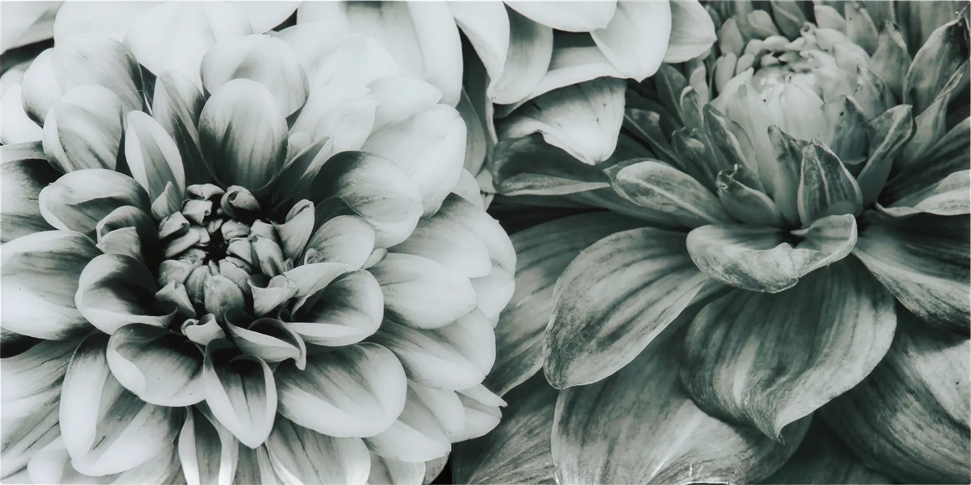 Blooming Season Artwork
