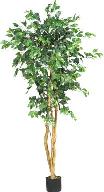 Adaliz Green Ficus Silk Tree