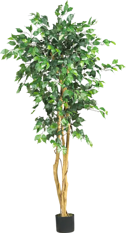 Adaliz Green Ficus Silk Tree