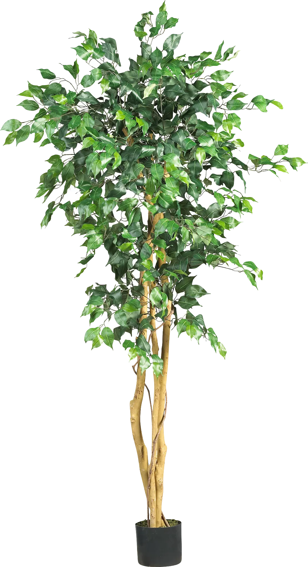 Adaliz Green Ficus Silk Tree - Image 1