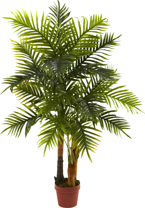 Eiza Green Palm Silk Tree