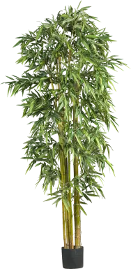 Kodha Green Bamboo Silk Tree