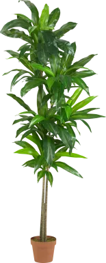 Mayah Dracaena Green Silk Tree