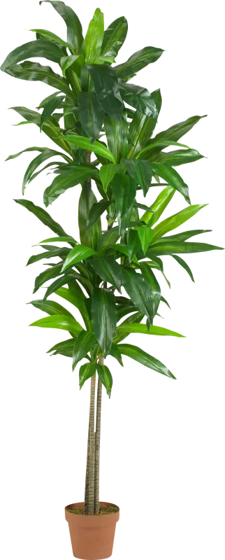 Mayah Dracaena Green Silk Tree