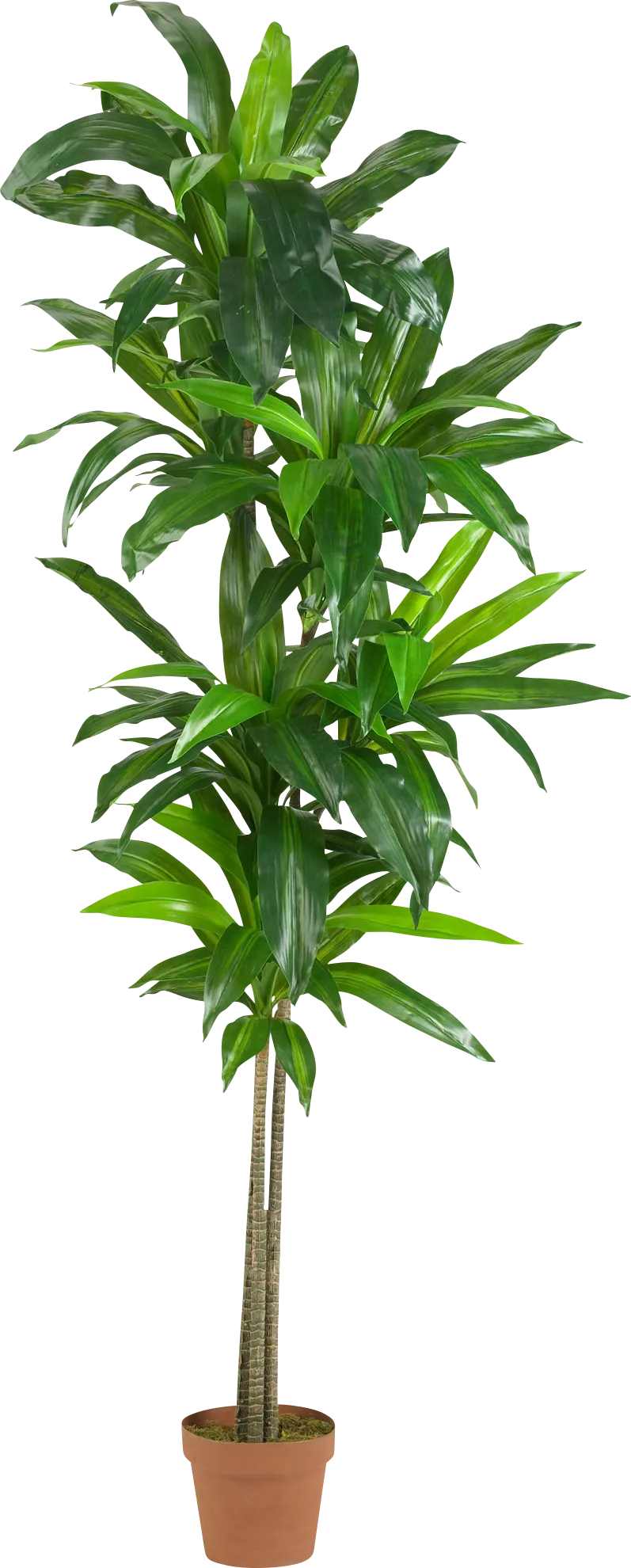 Mayah Dracaena Green Silk Tree - Image 1
