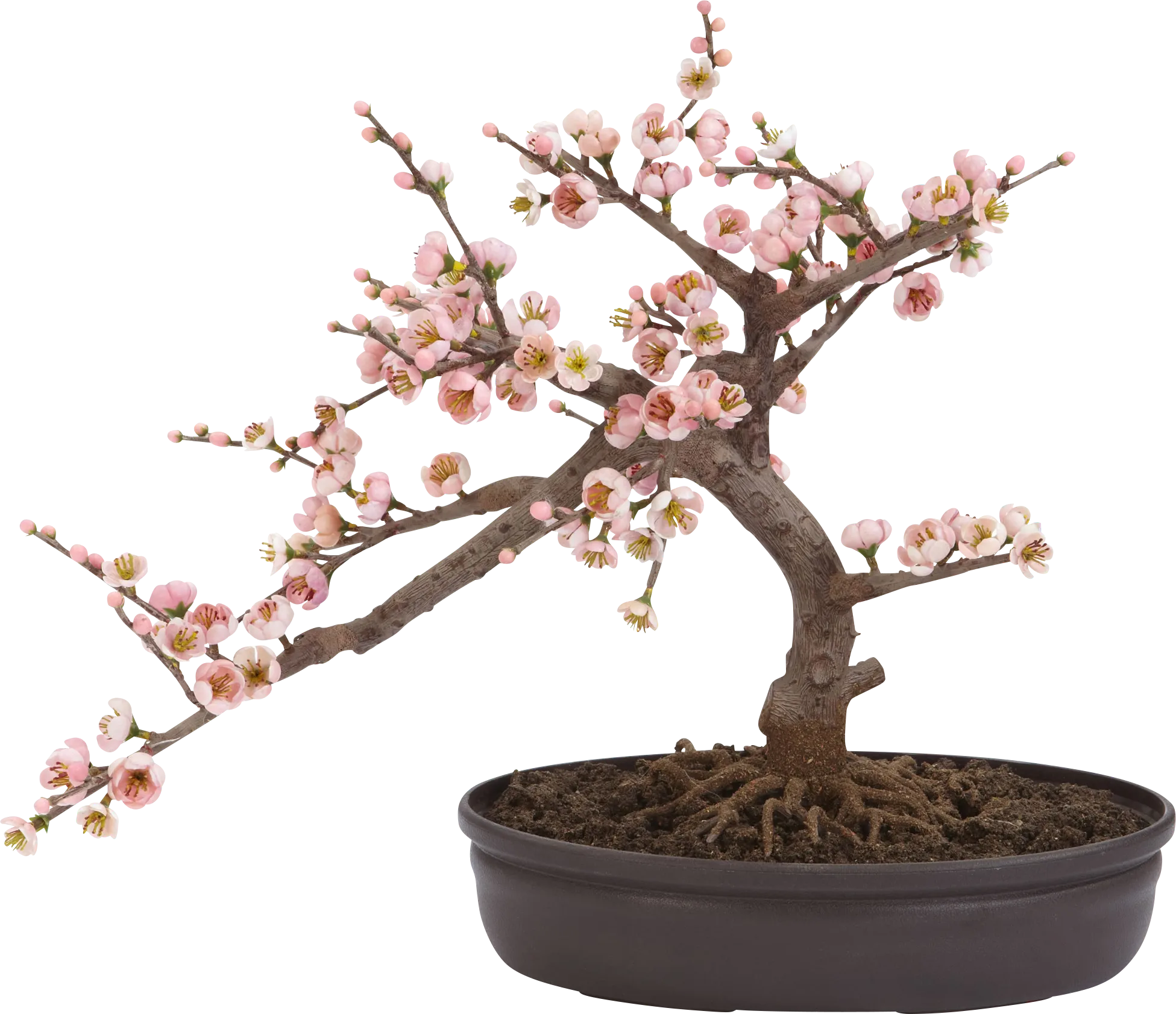 Miyah Pink Cherry Blossom Silk Tree - Thumbnail - Image 1