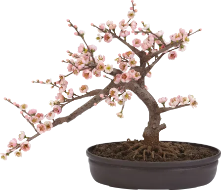 Miyah Pink Cherry Blossom Silk Tree
