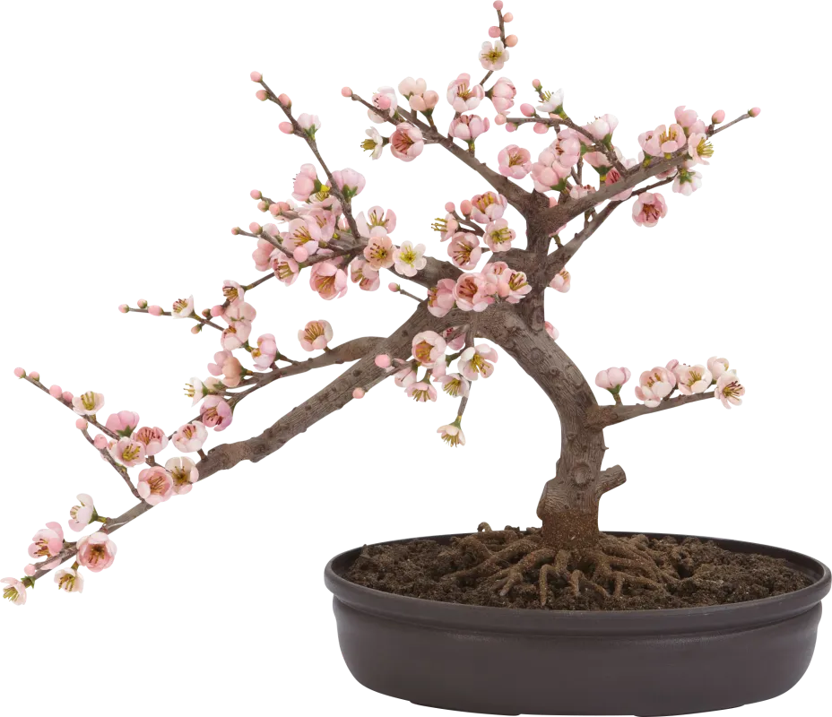 Miyah Pink Cherry Blossom Silk Tree