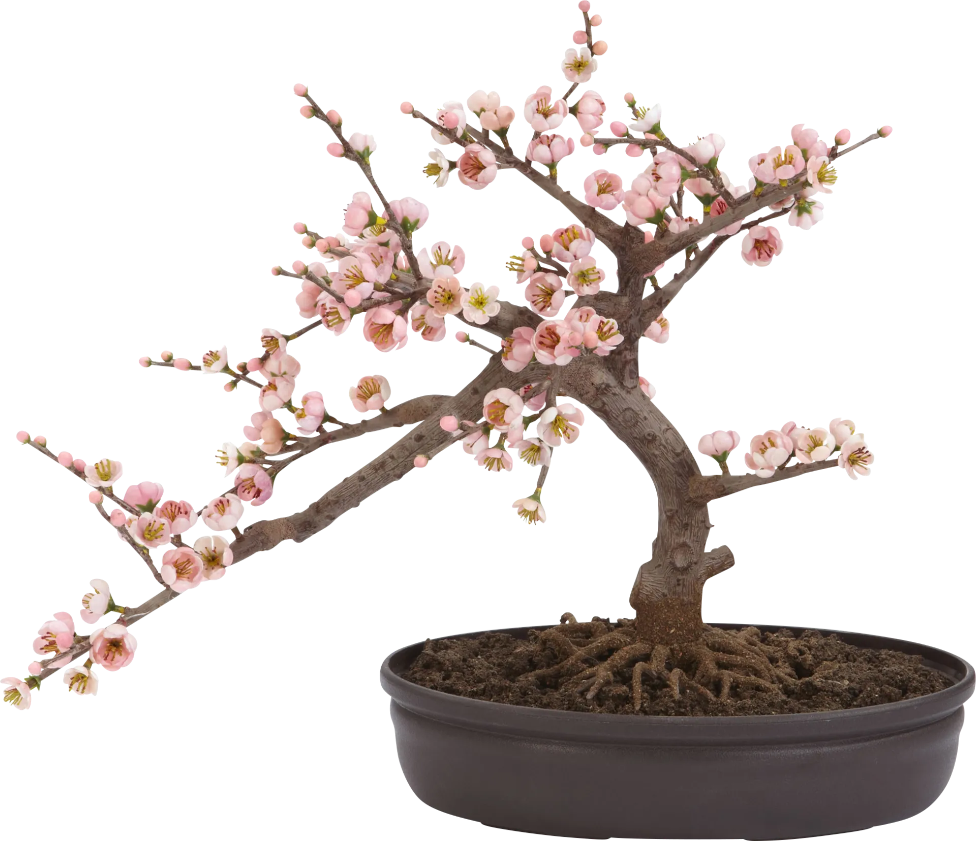 Miyah Pink Cherry Blossom Silk Tree - Image 1