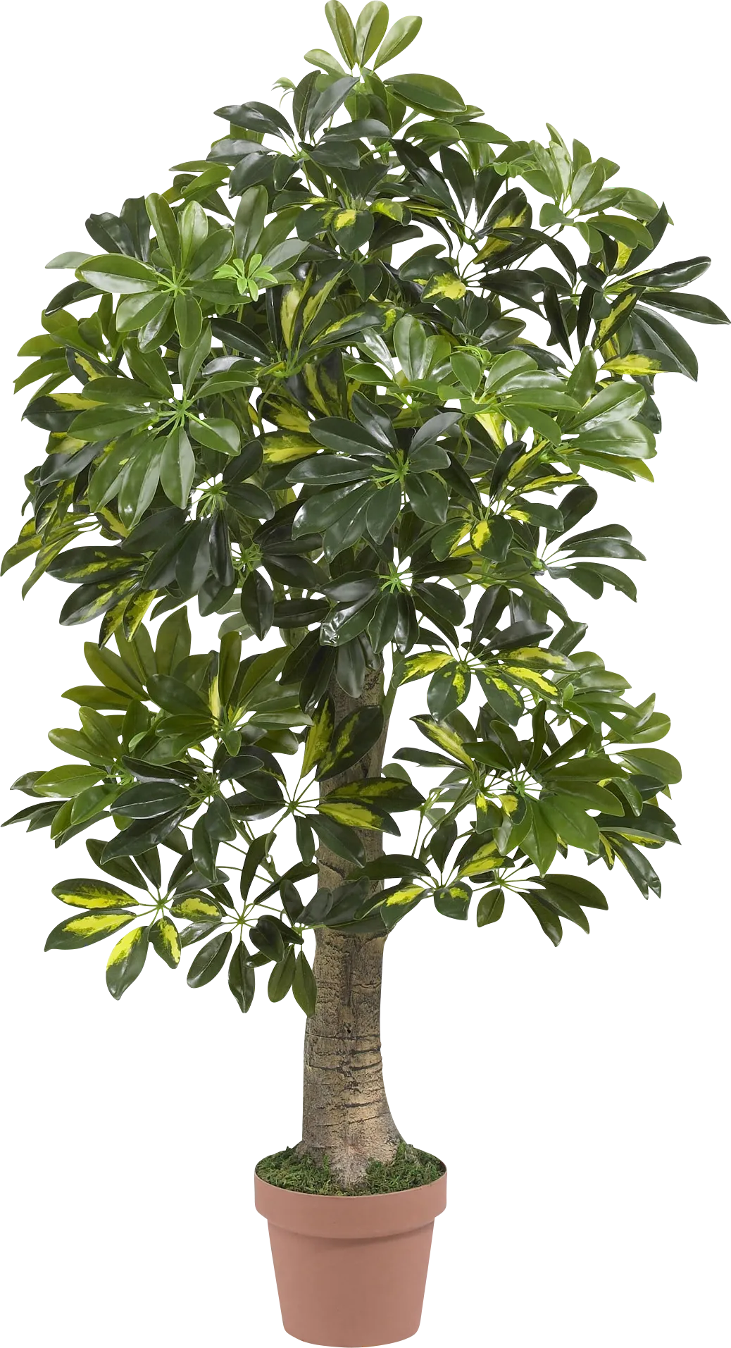 Monta Green Schefflera Silk Tree - Thumbnail - Image 1