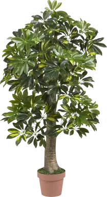 Monta Green Schefflera Silk Tree