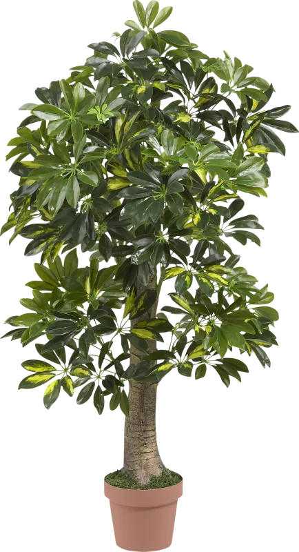 Monta Green Schefflera Silk Tree