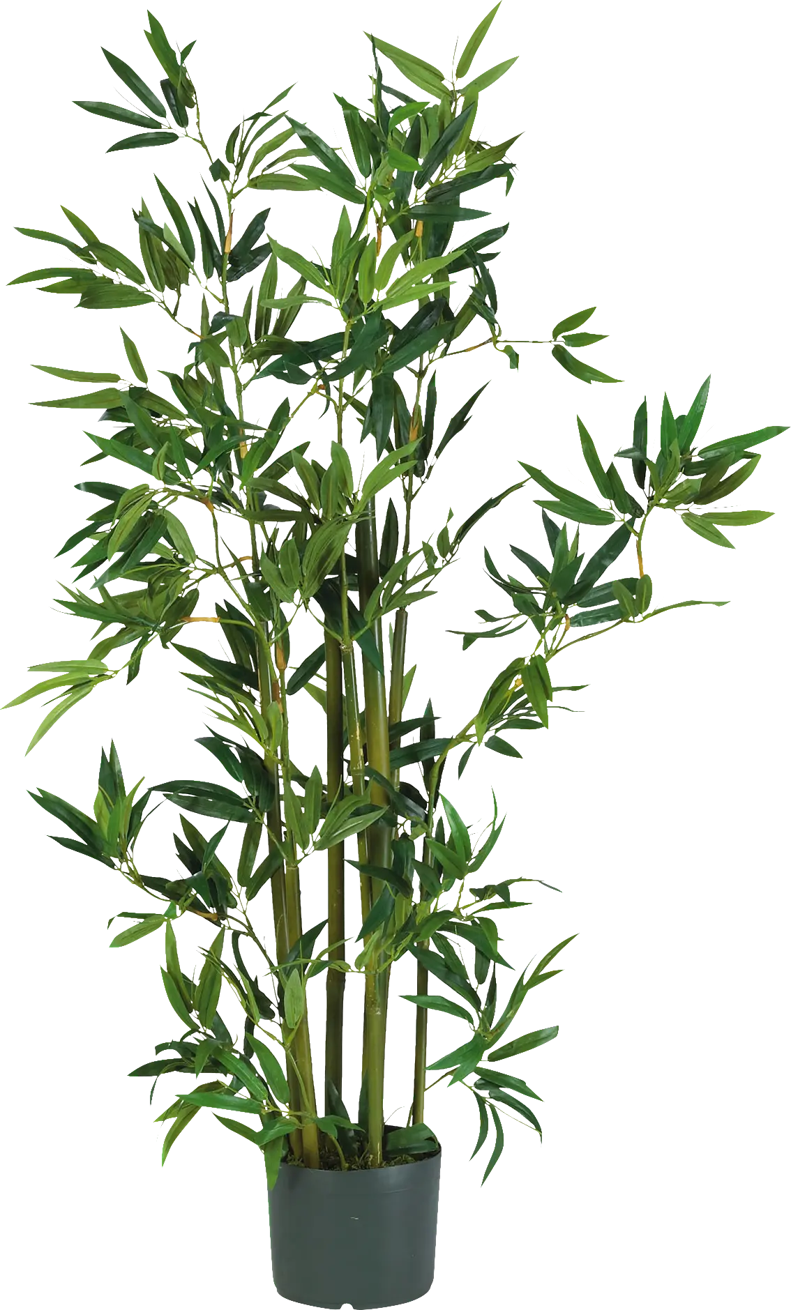 Akira Green Bamboo Silk Tree