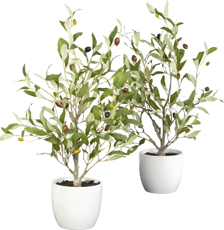 Kyden Green Olive Set of 2 Silk Tree