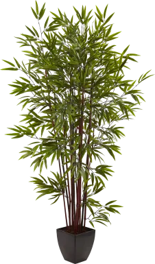 Kaysen Green Bamboo Silk Tree