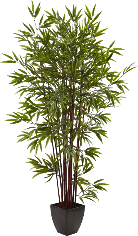Kaysen Green Bamboo Silk Tree