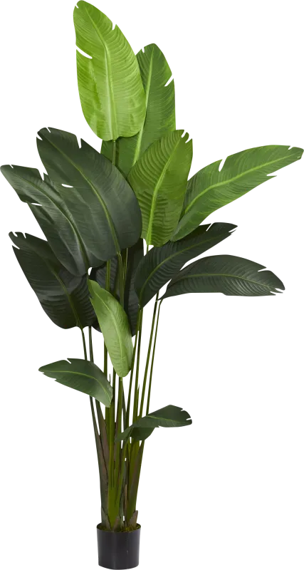 Malaki Green Palm Silk Tree
