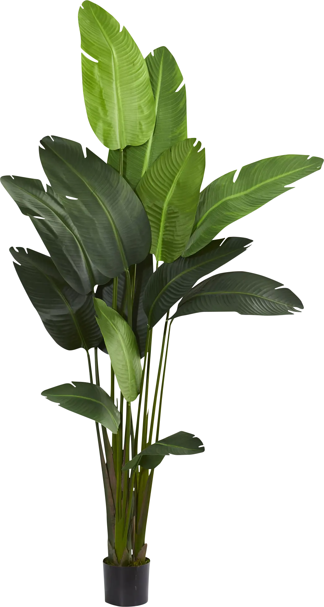 Malaki Green Palm Silk Tree