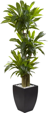 Ilani Green Dracaena Silk Tree
