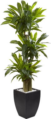 Ilani Green Dracaena Silk Tree