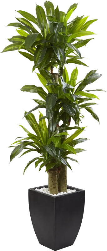 Ilani Green Dracaena Silk Tree