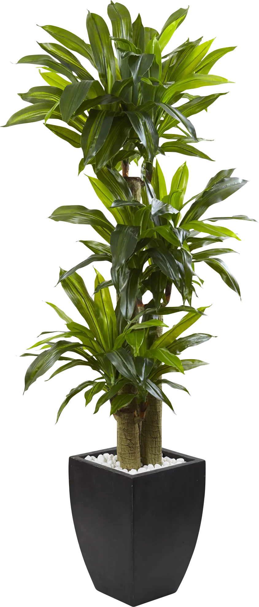 Ilani Green Dracaena Silk Tree - Image 1