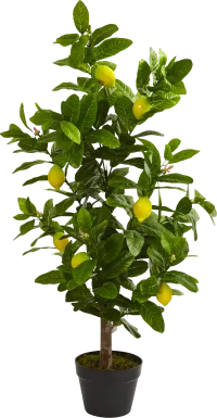Daira Green Lemon Silk Tree