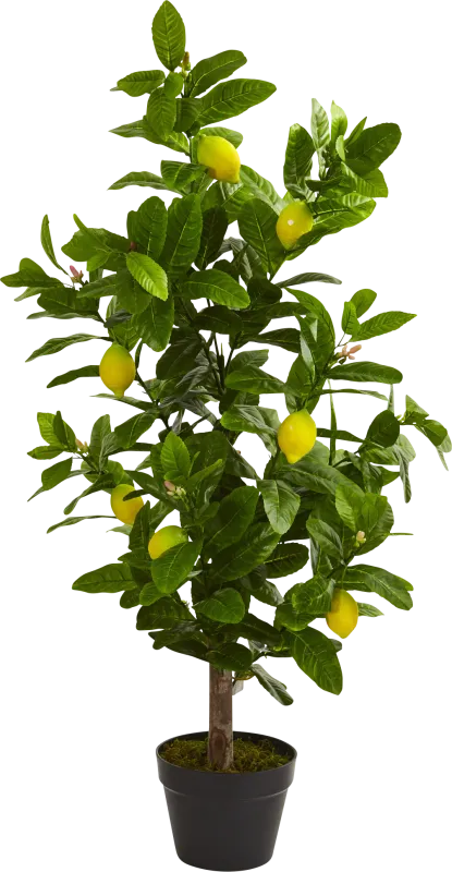 Daira Green Lemon Silk Tree