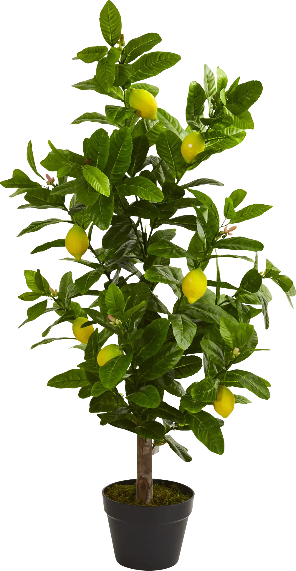 Daira Green Lemon Silk Tree - Image 1
