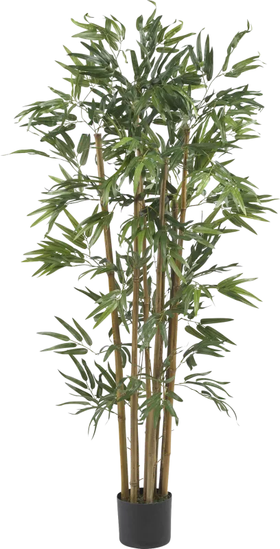 Satoru Green Bamboo Silk Tree