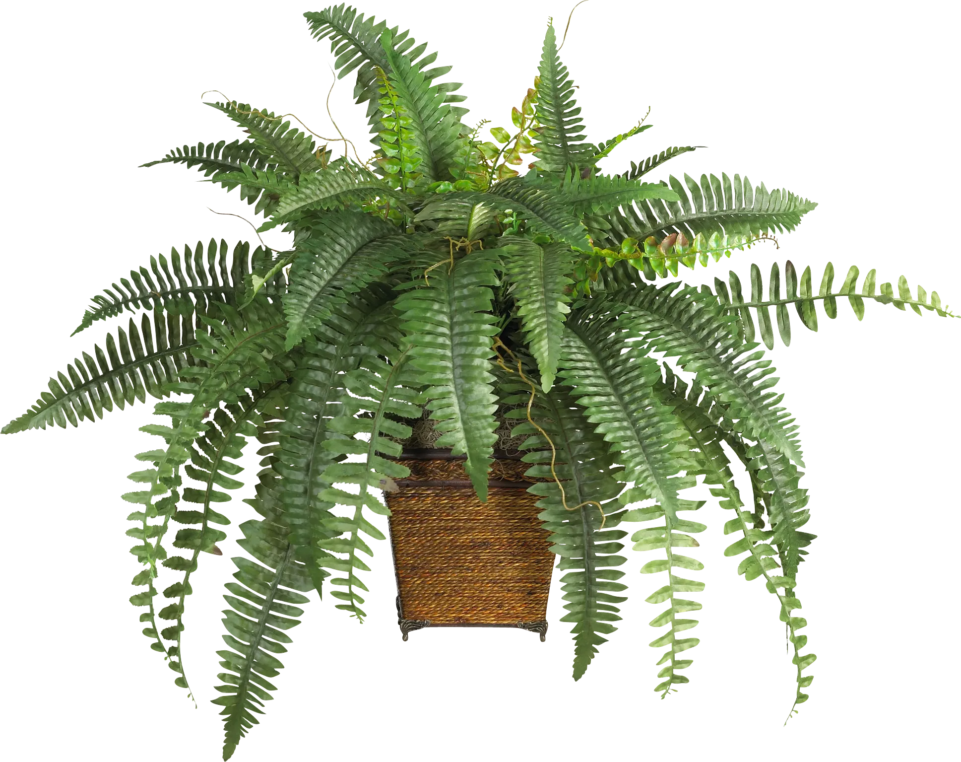 Emelia Green Fern Silk Plant - Thumbnail - Image 1
