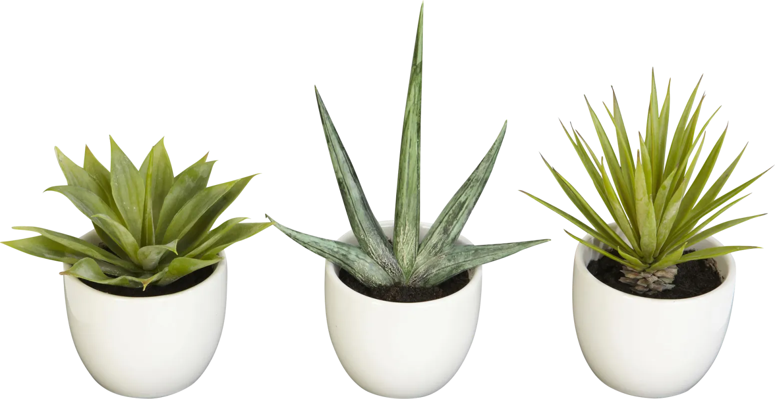 Elide Green Silk Plant, Set of 3