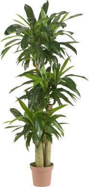 Athaliah Green Dracaena Silk Tree