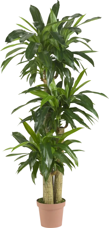 Athaliah Green Dracaena Silk Tree