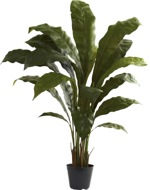 Eladio Green Bird's Nest Silk Plant