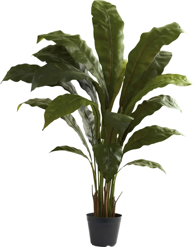 Eladio Green Bird's Nest Silk Plant