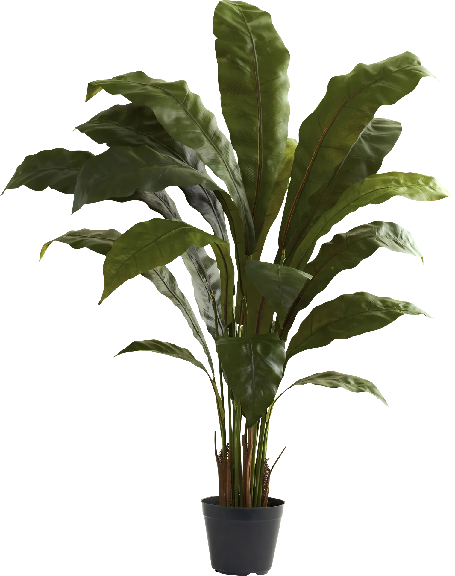 Eladio Green Bird's Nest Silk Plant - Image 1