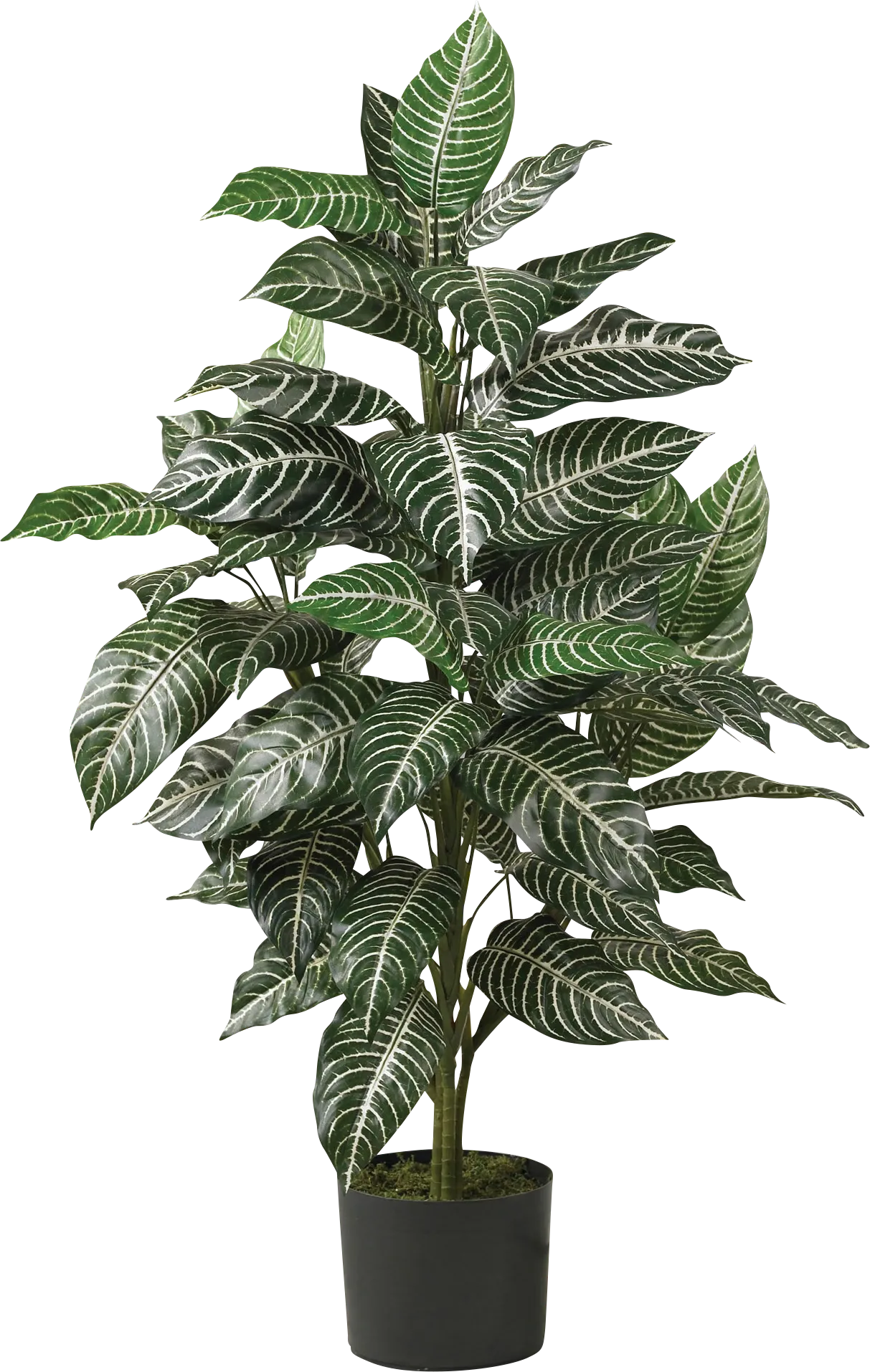 Dynah Green Zebra Silk Plant