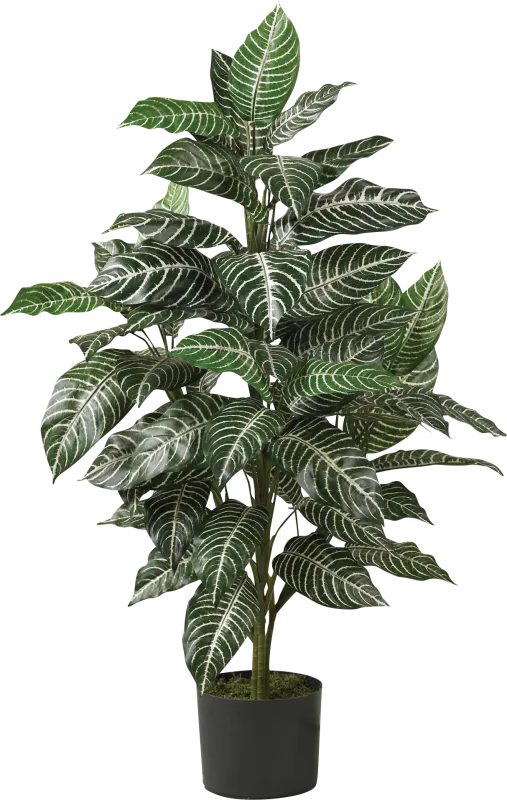 Dynah Green Zebra Silk Plant