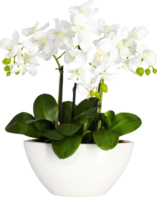 Estella Green Orchid Silk Floral