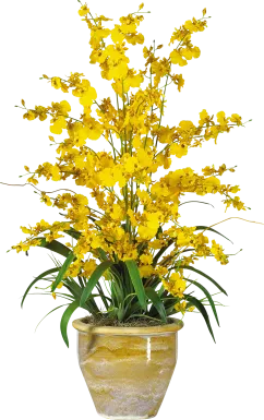 Evannie Yellow Orchid Silk Floral