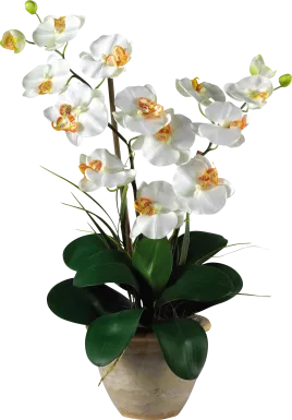 Maelyn White Orchid Silk Floral