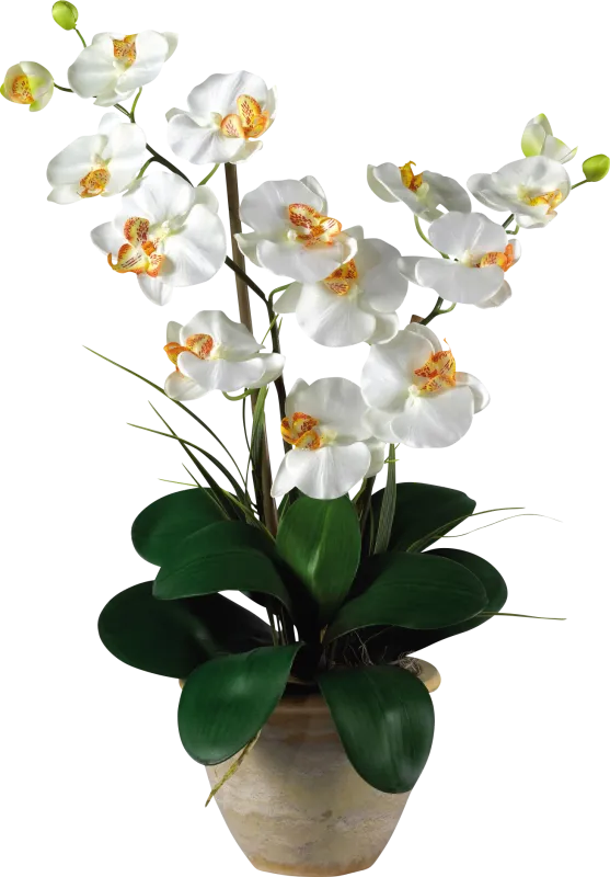 Maelyn White Orchid Silk Floral