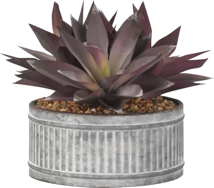 Kyelle Purple Aloe Silk Plant
