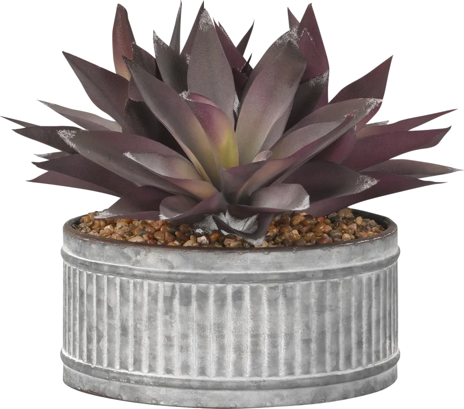 Kyelle Purple Aloe Silk Plant