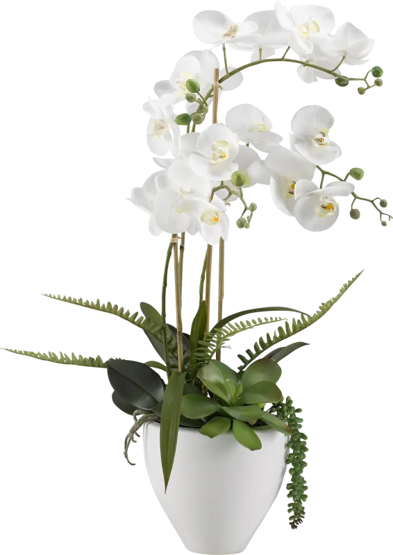 Elmir White Orchid Flower Arrangement