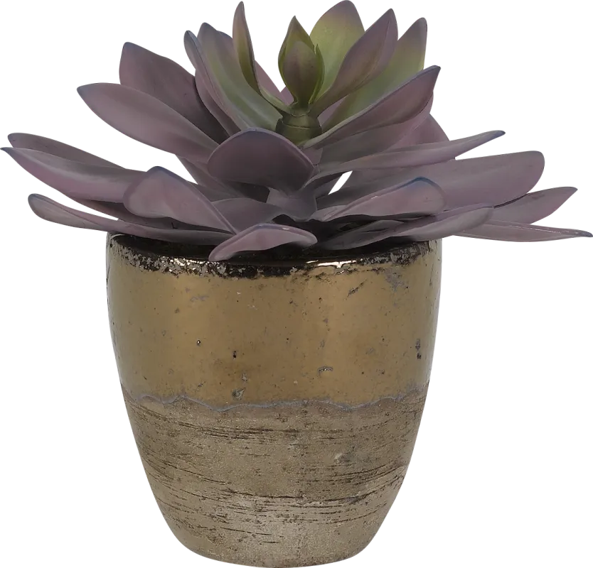 Larone Pink Echeveria Silk Plant