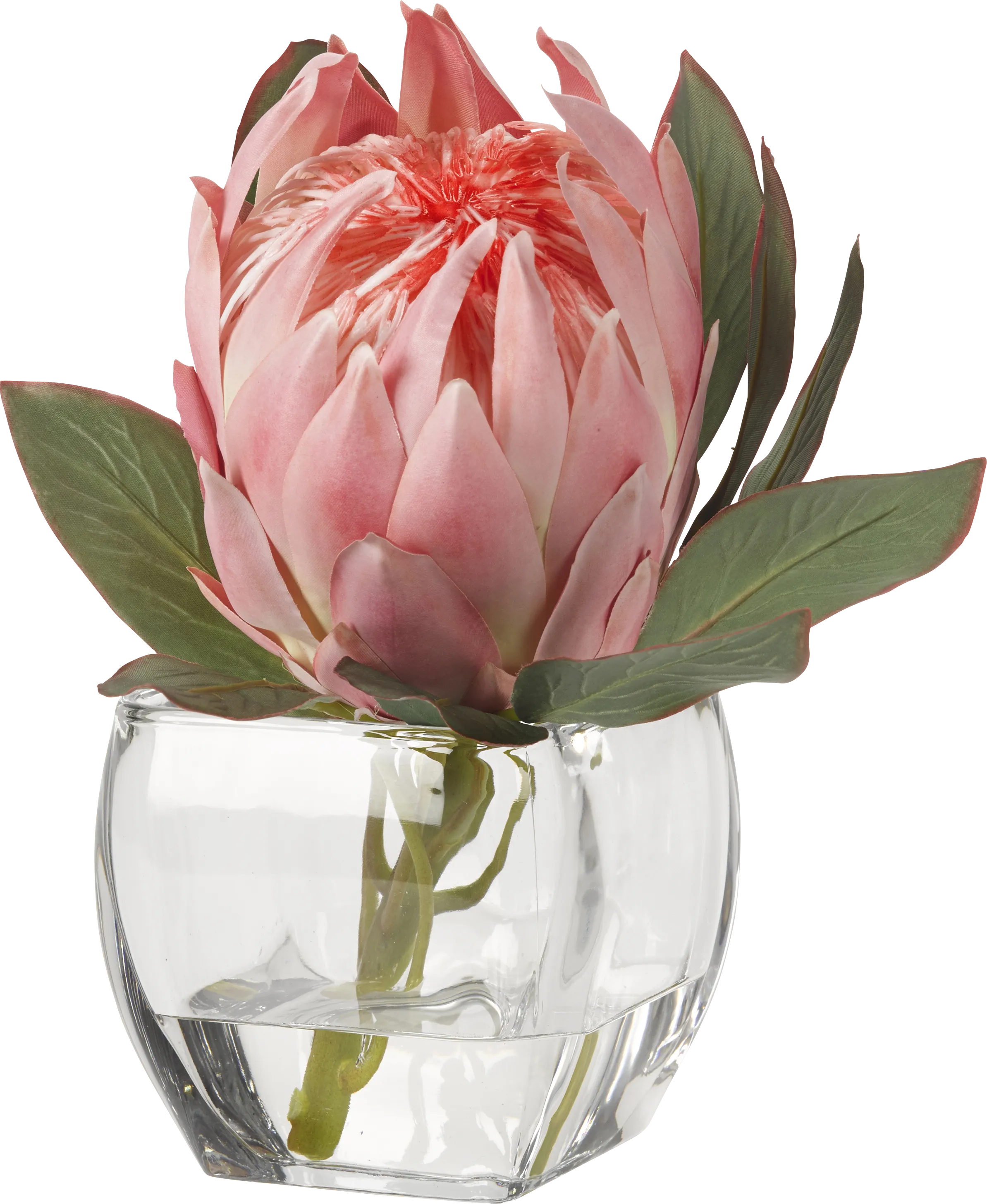 Brysan Pink Queen Protea Silk Plant