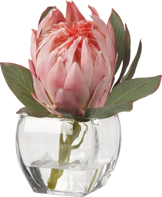 Brysan Pink Queen Protea Silk Plant